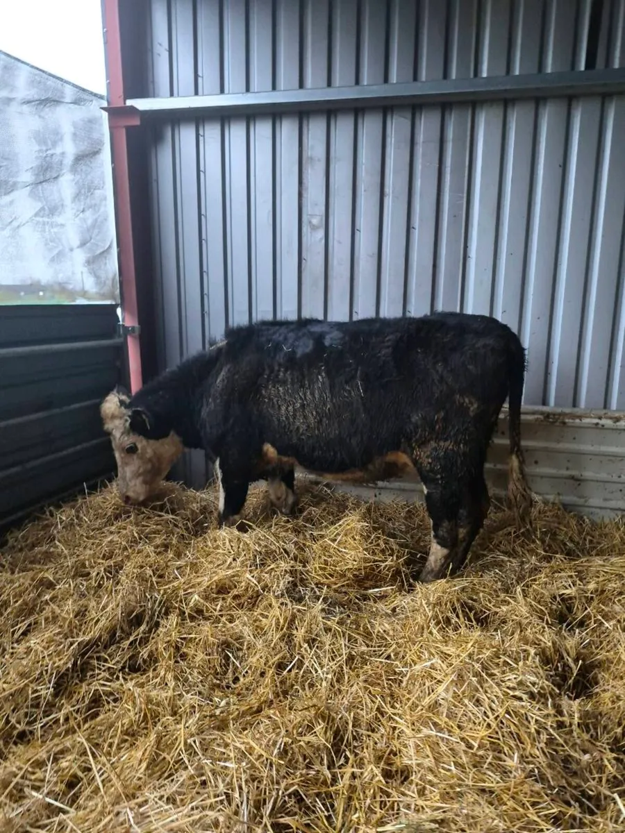 Hereford incalf,and calved  heifers - Image 3