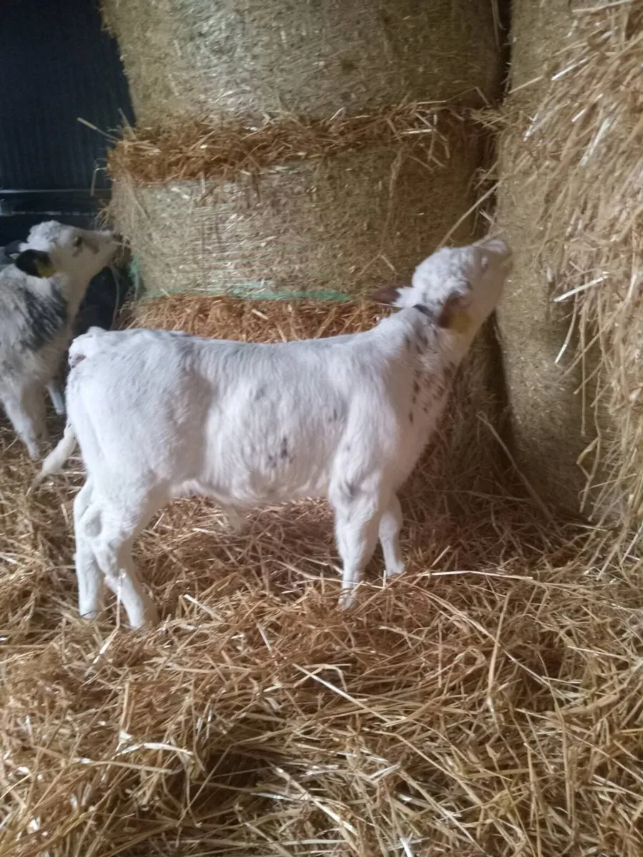 8 smashing belgian blues - Image 4