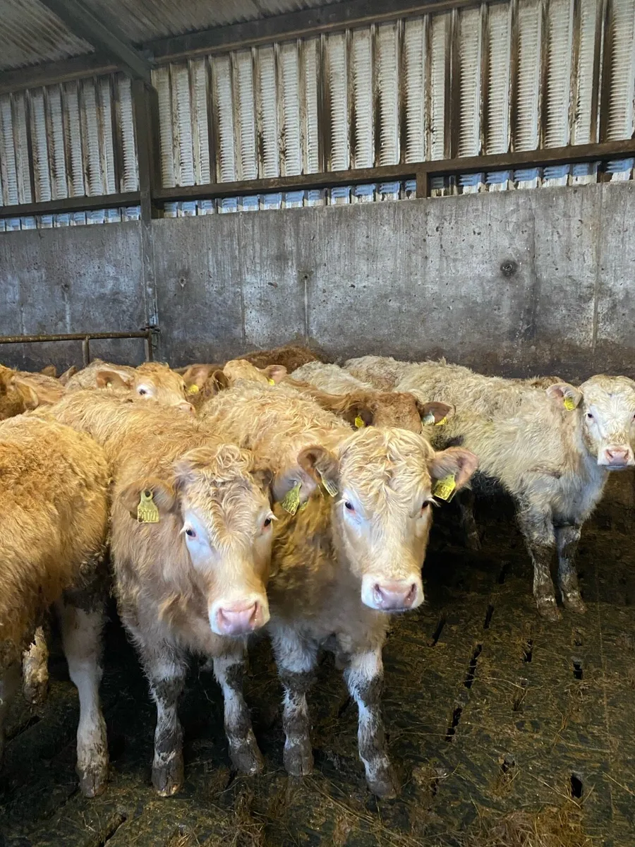 ⭐️super heifer weanlings⭐️ - Image 1