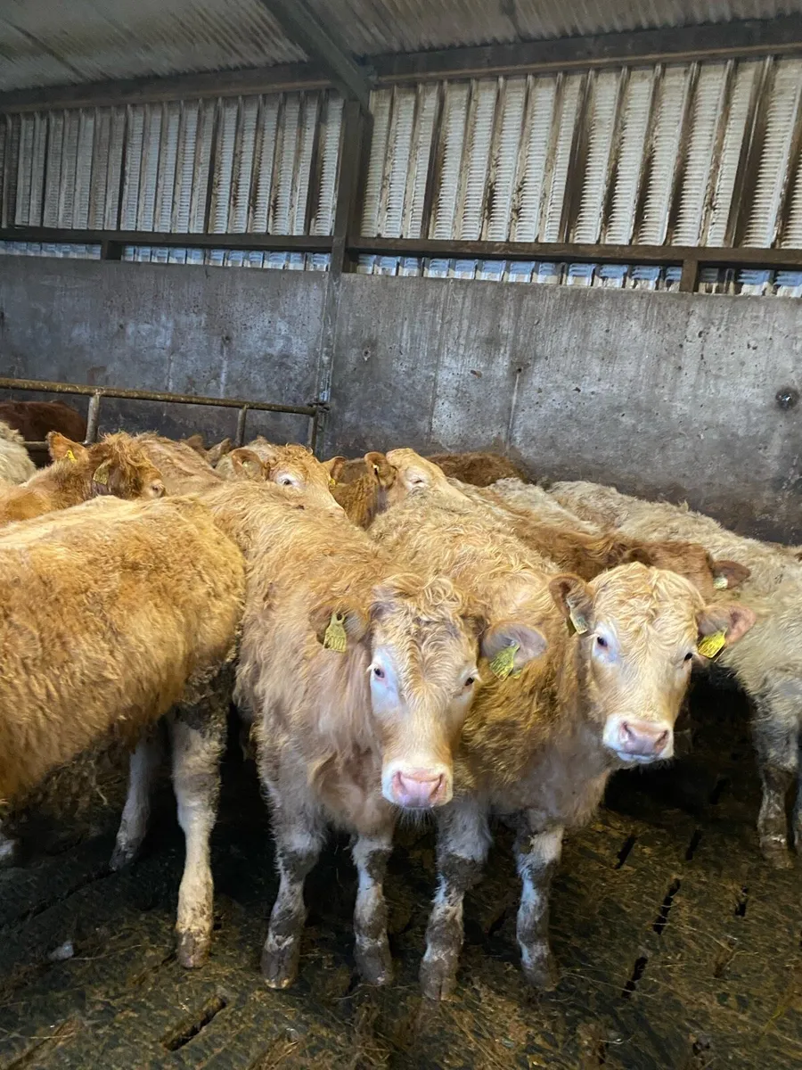 ⭐️super heifer weanlings⭐️ - Image 2