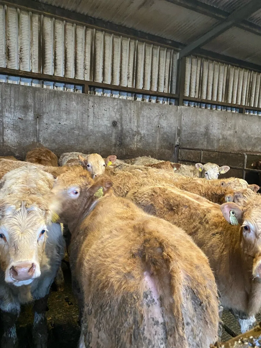 ⭐️super heifer weanlings⭐️ - Image 3