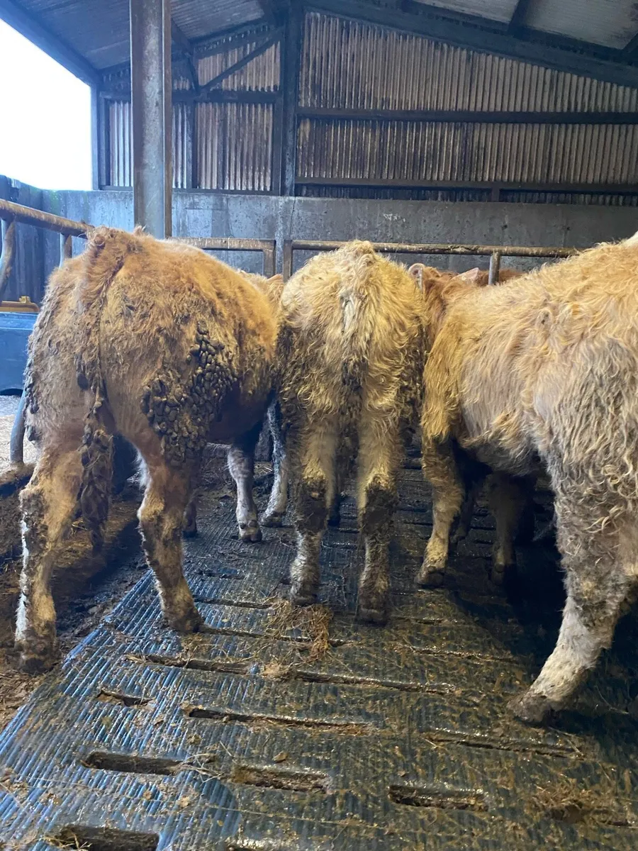 ⭐️super heifer weanlings⭐️ - Image 4