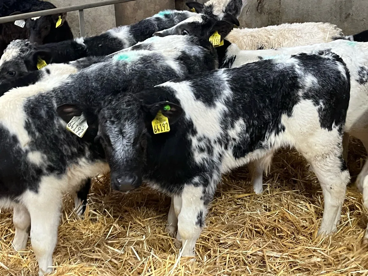 Super Belgian Blue Bull Calves - Image 1