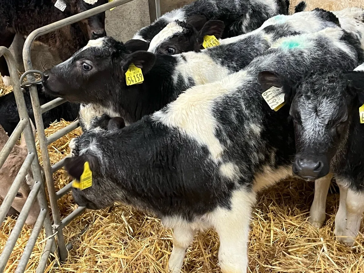 Super Belgian Blue Bull Calves - Image 4