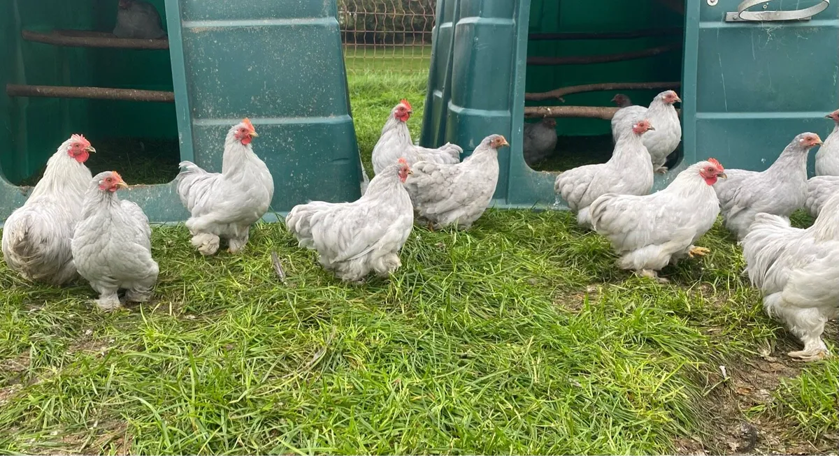 Hens  point of lay - Image 3