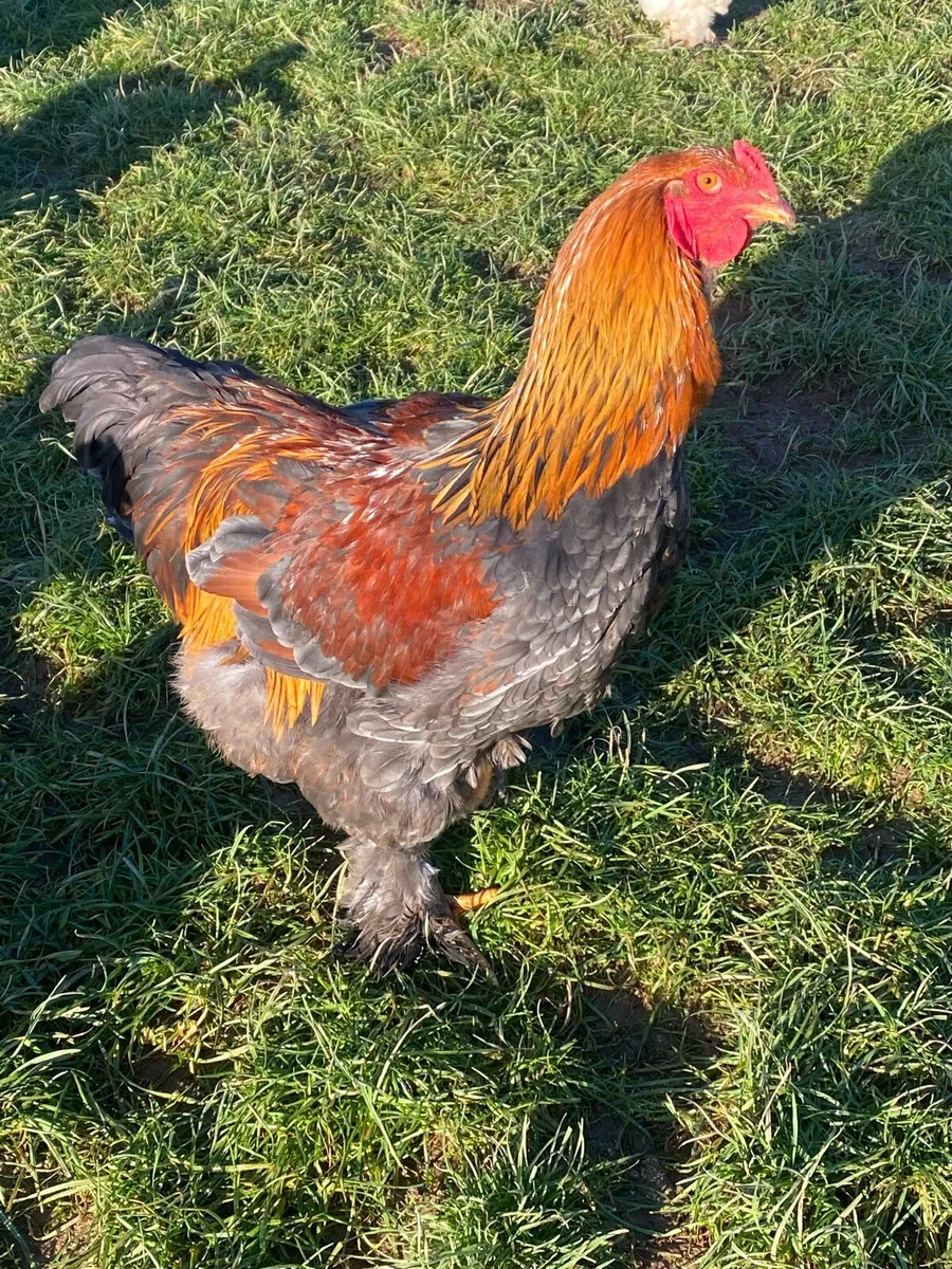 Hens  point of lay - Image 4