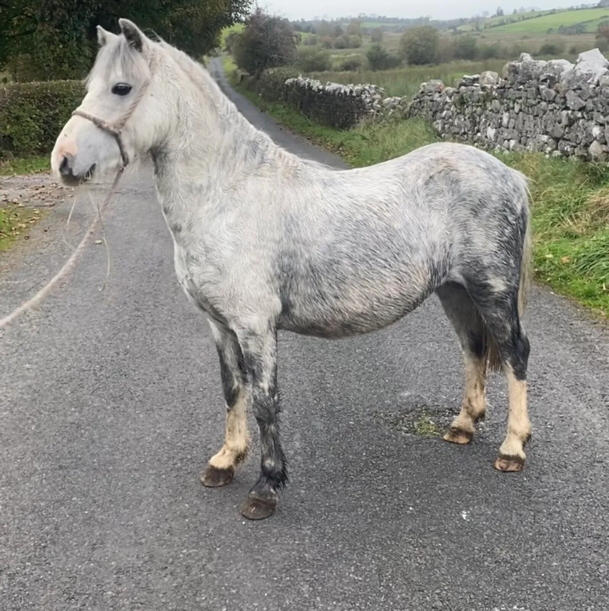 5yo kids pony - Image 4