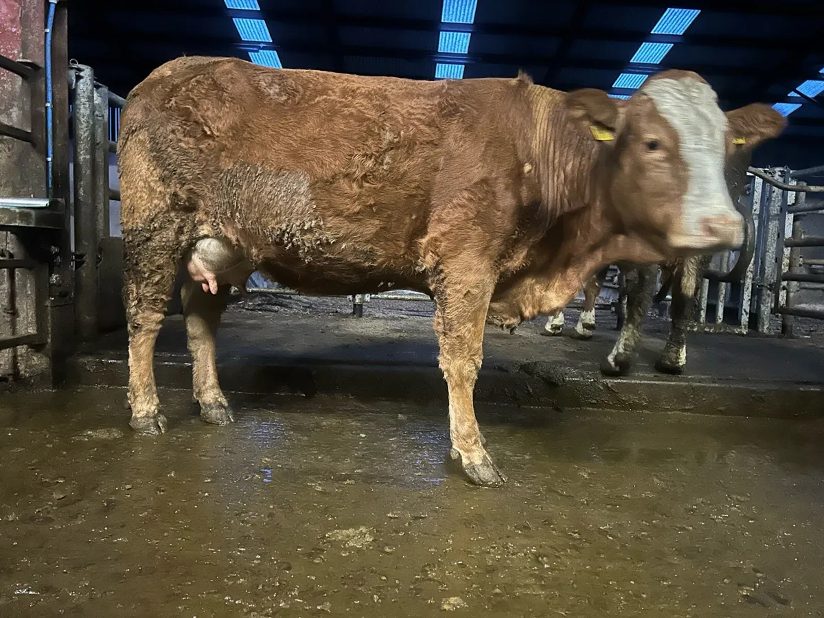 Springing and incalf heifers - Image 1