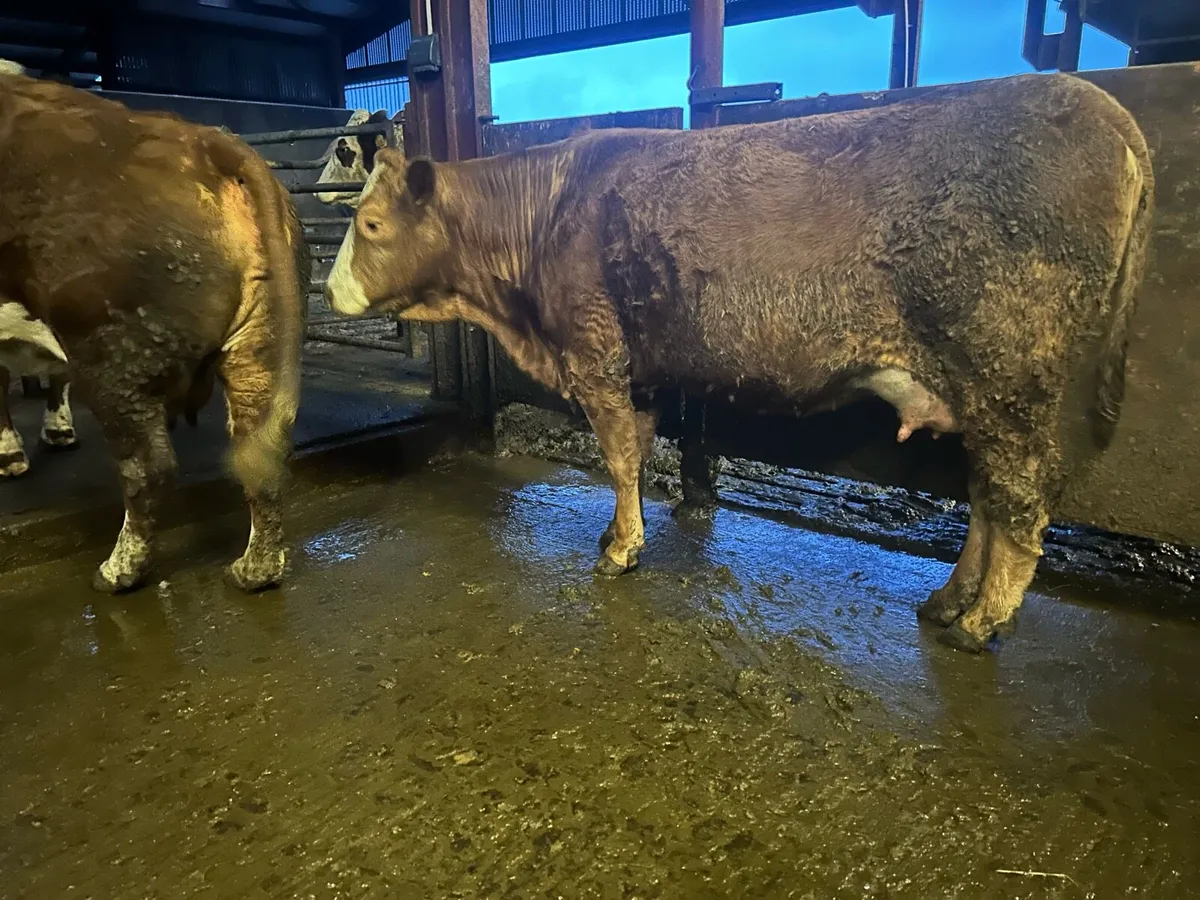 Springing  heifers - Image 2