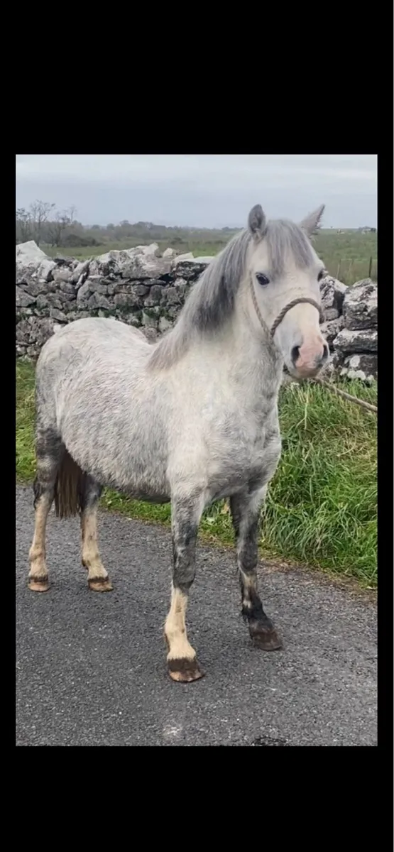 5yo kids pony - Image 2