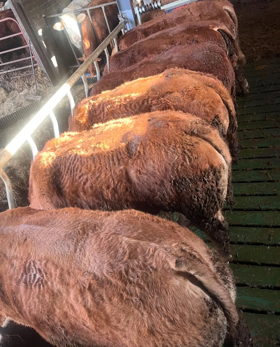 Kilcullen mart bullock show&sale Wednesday - Image 1