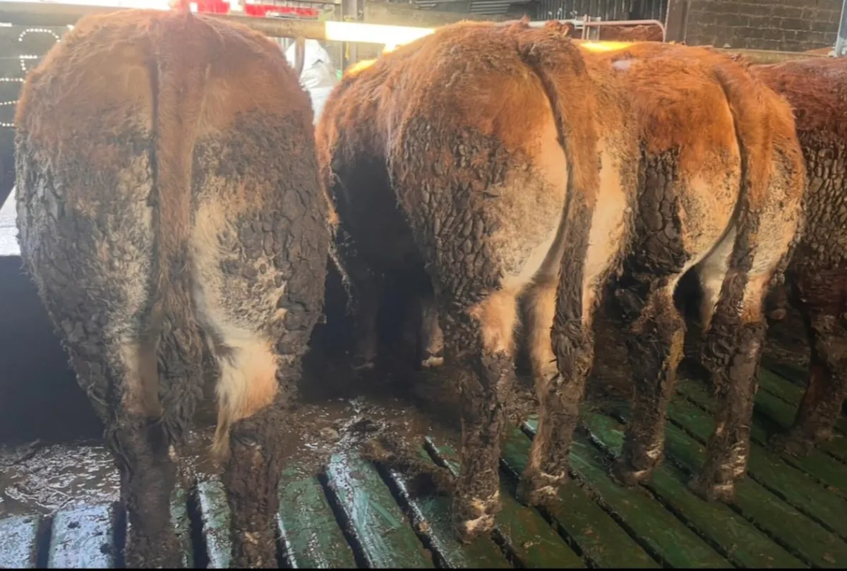 Kilcullen mart bullock show&sale Wednesday - Image 2