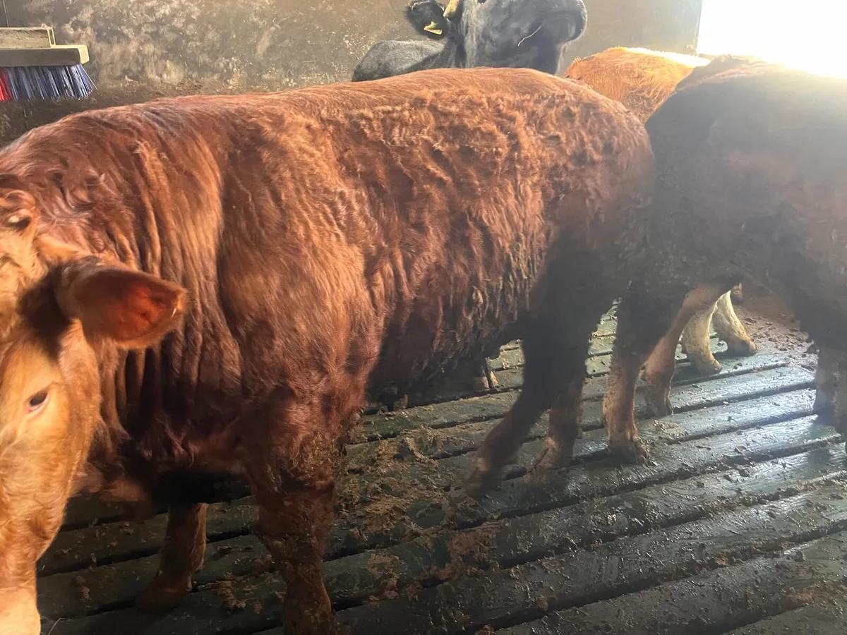 Kilcullen mart bullock show&sale Wednesday - Image 3