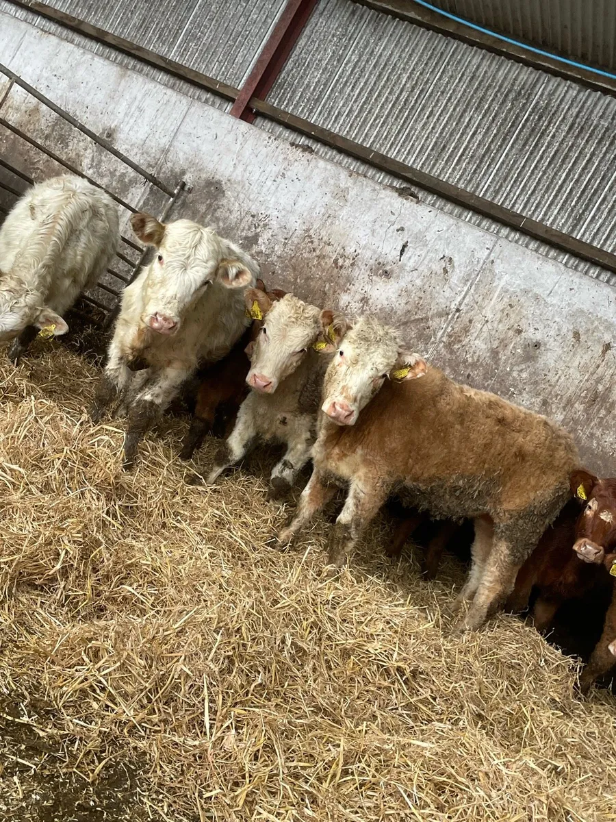 8 smashing Charolais and limousin heifers - Image 2