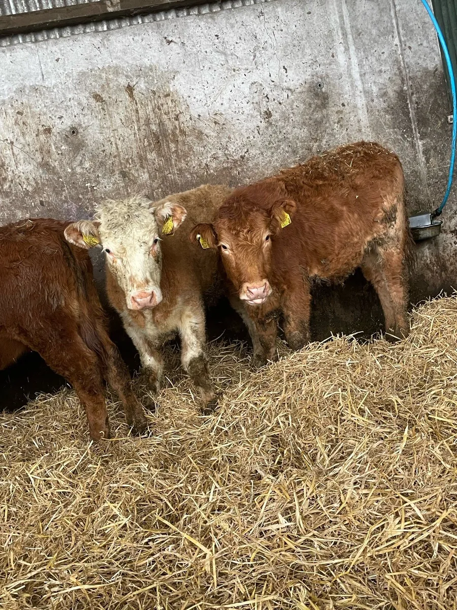 8 smashing Charolais and limousin heifers - Image 3