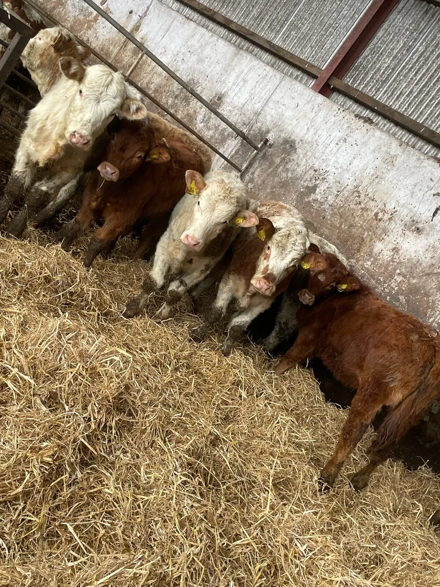 8 smashing Charolais and limousin heifers - Image 4