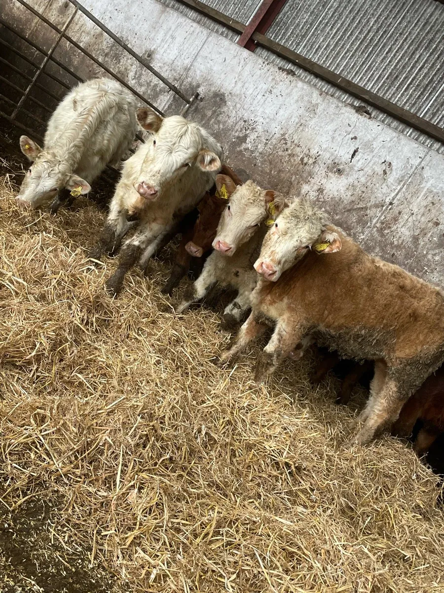 8 smashing Charolais and limousin heifers - Image 1