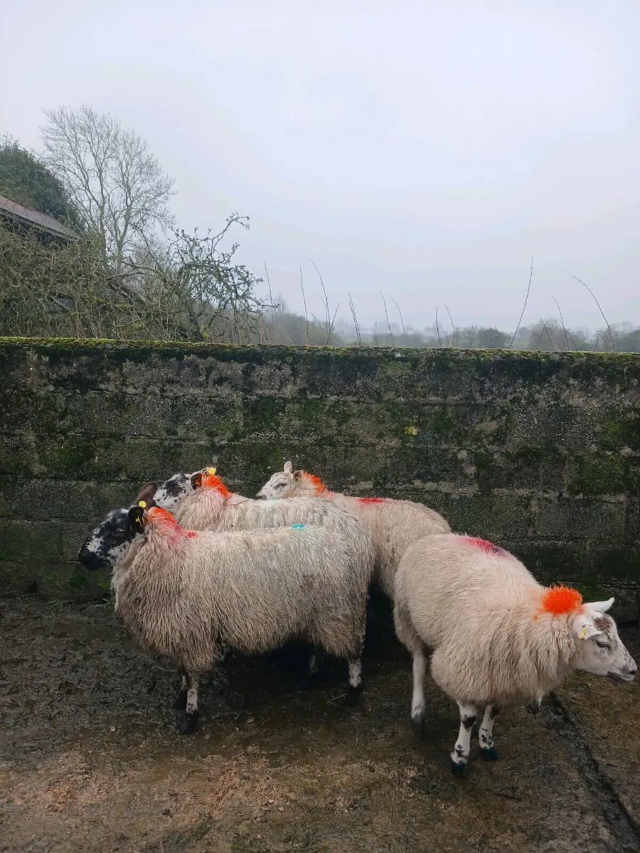 Ewe lambs / hoggets - Image 2
