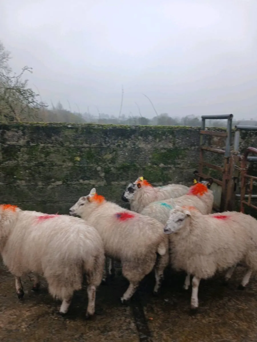 Ewe lambs / hoggets - Image 3