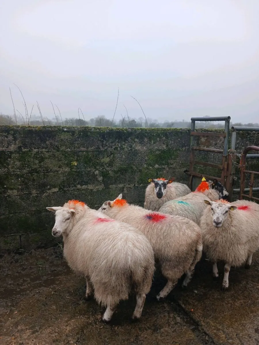 Ewe lambs / hoggets - Image 4