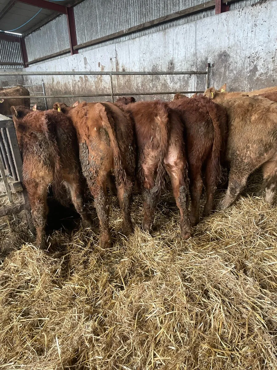 7 outstanding Charolais and limousin bullocks - Image 1