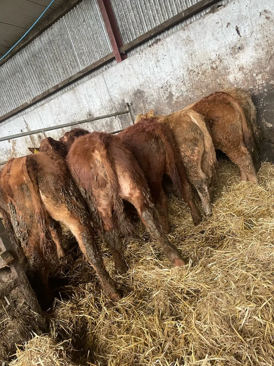 7 outstanding Charolais and limousin bullocks - Image 3