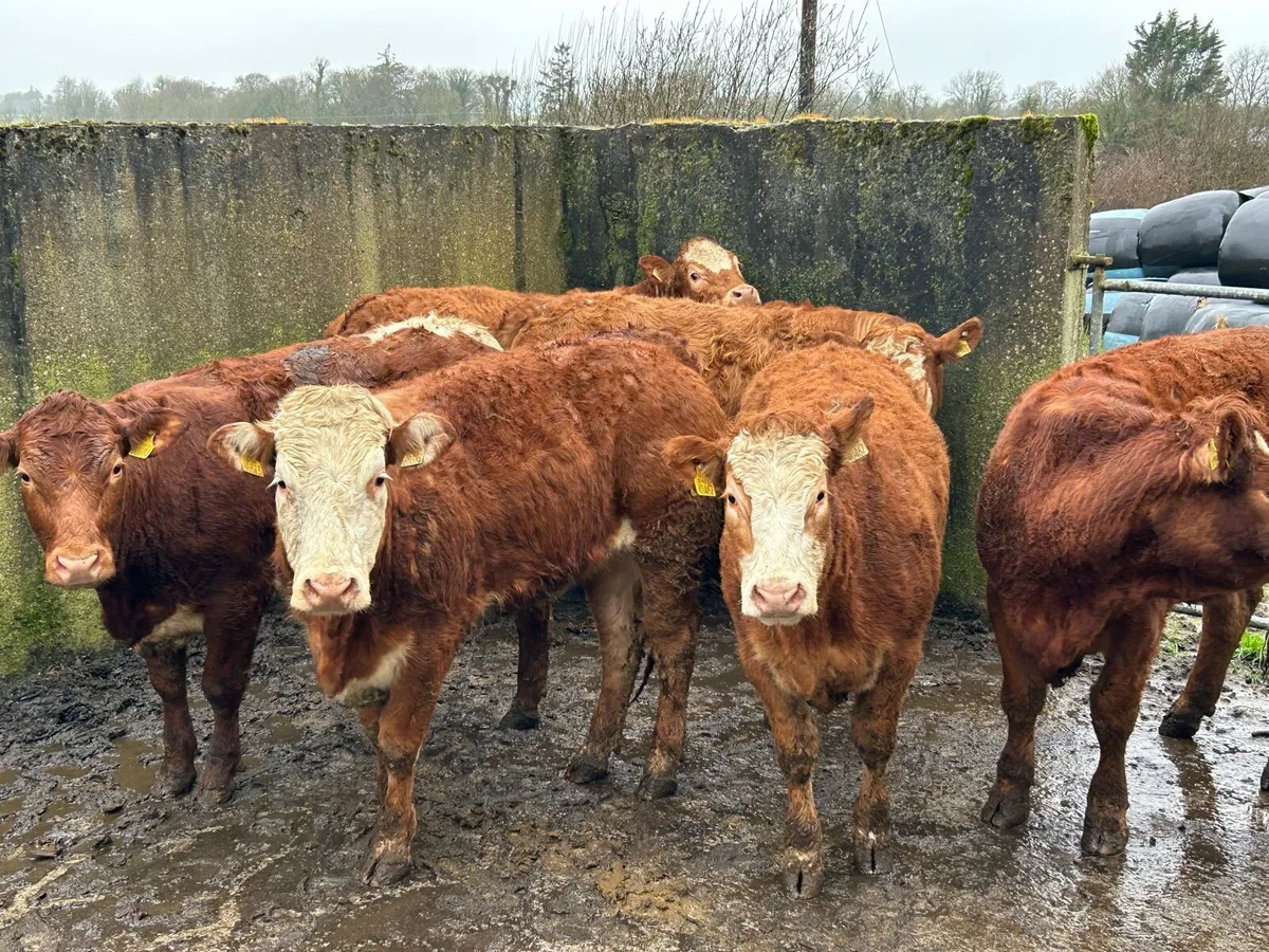 HEIFERS - Image 2