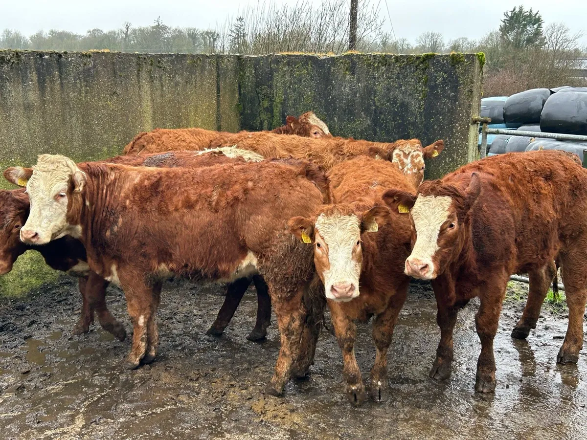 HEIFERS - Image 3