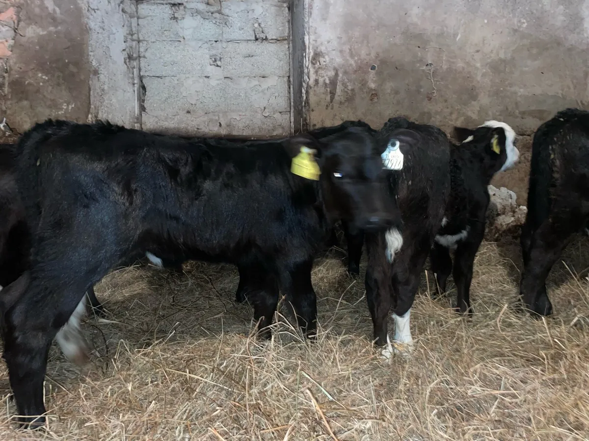 Calves - Image 1