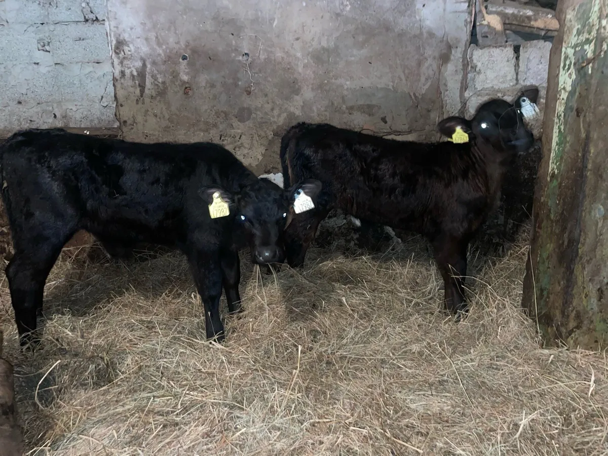 Calves - Image 2
