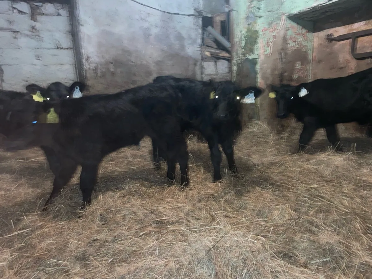 Calves - Image 4