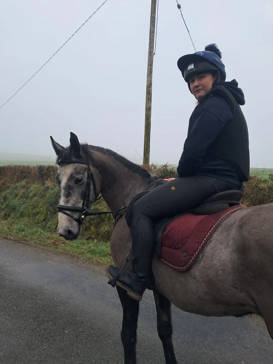 15.2 gelding - Image 3