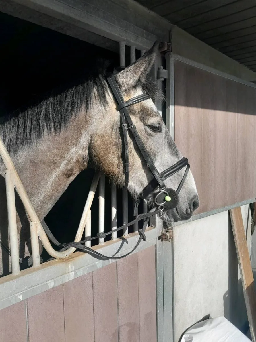 15.2 gelding - Image 4