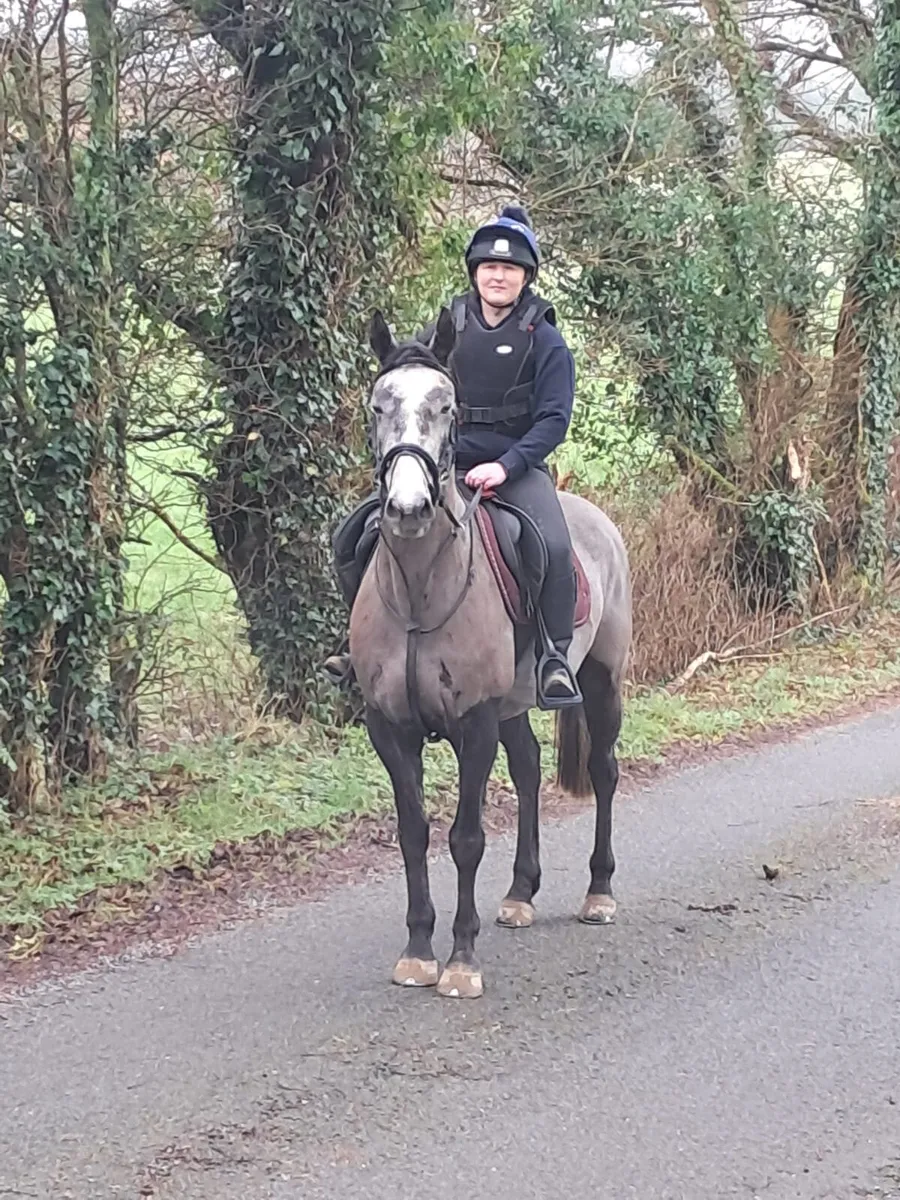 15.2 gelding - Image 1