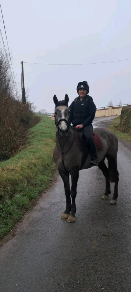 15.2 gelding - Image 2