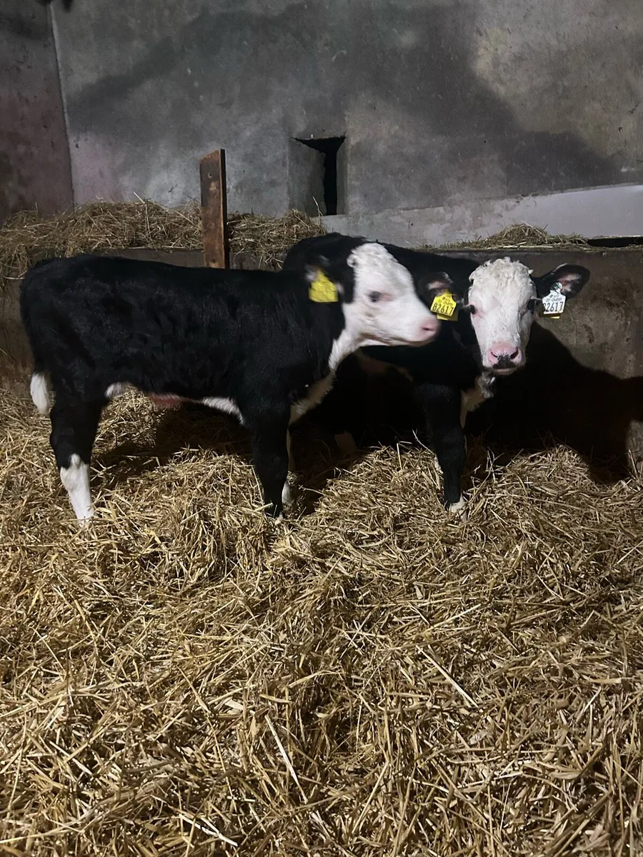 Serious Whitehead Bull Calves - Image 2
