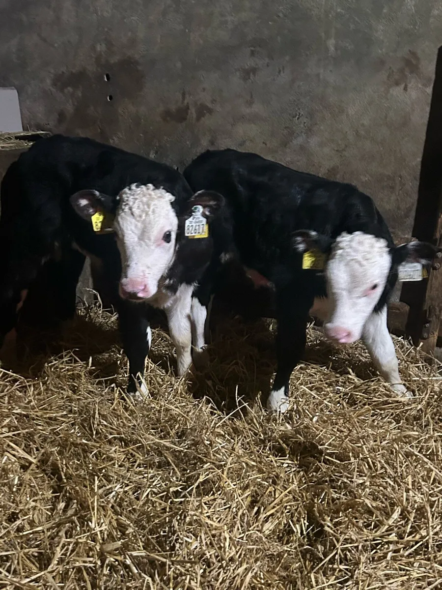Serious Whitehead Bull Calves - Image 4