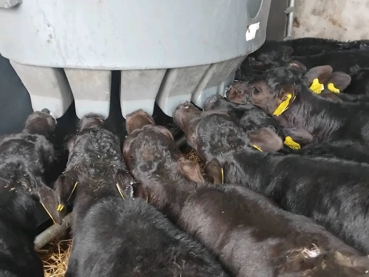 10 Angus Heifer Calves - Image 1