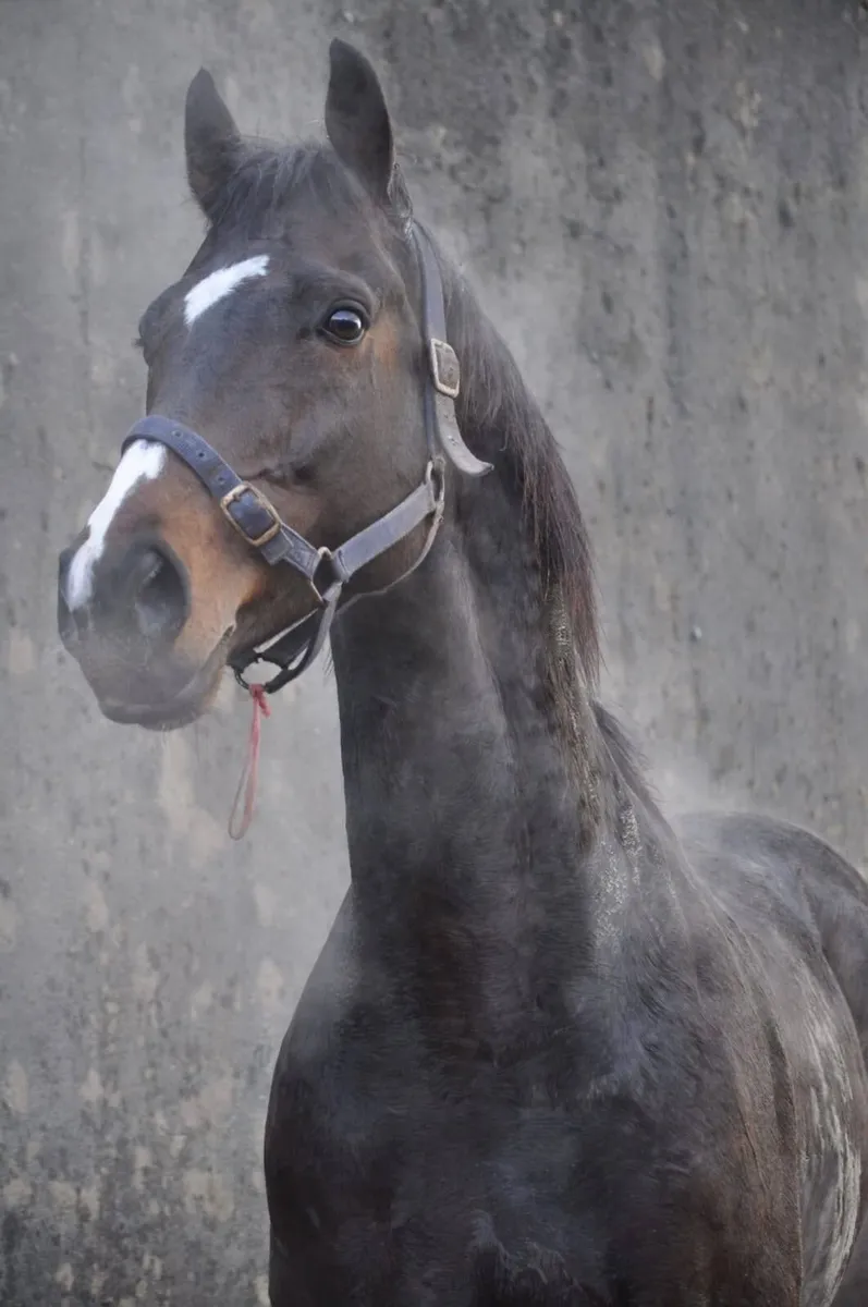 SIR THOMAS GRESHAM AT STUD - Image 2