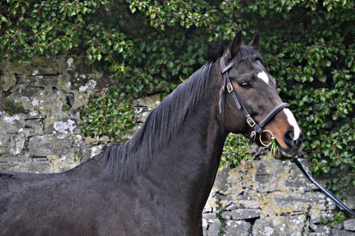 SIR THOMAS GRESHAM AT STUD - Image 3