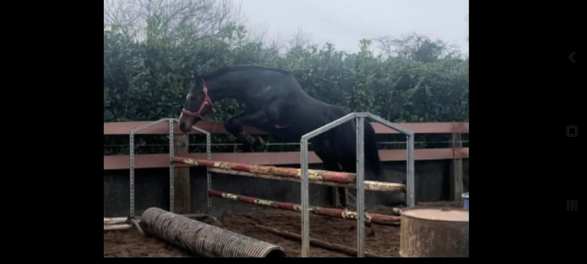 SIR THOMAS GRESHAM AT STUD - Image 4