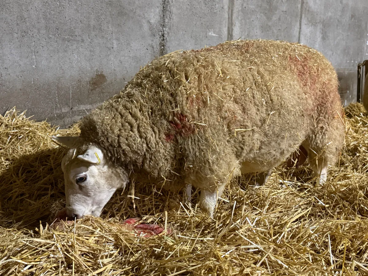 Foster ewe - Image 1