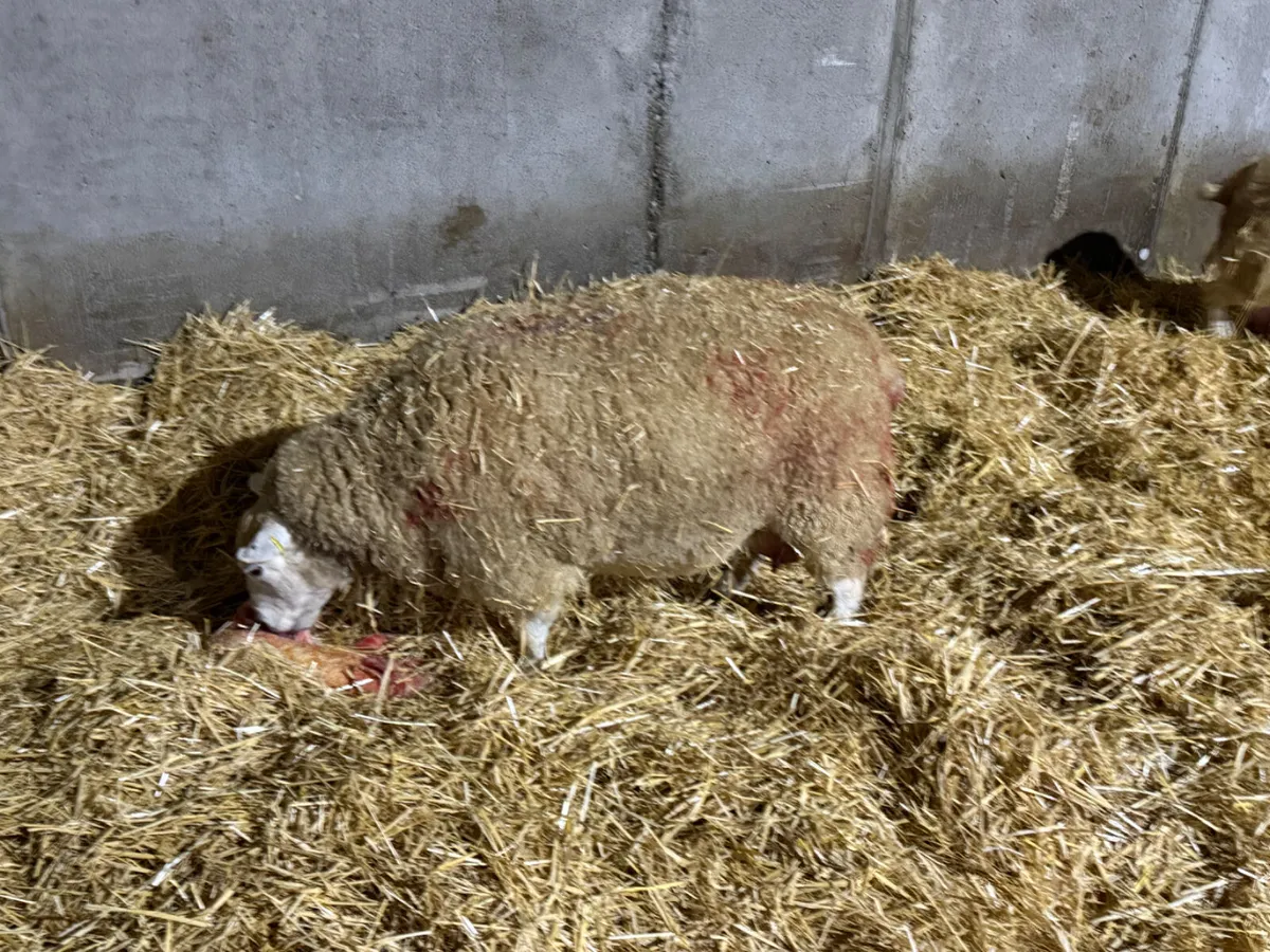 Foster ewe - Image 2