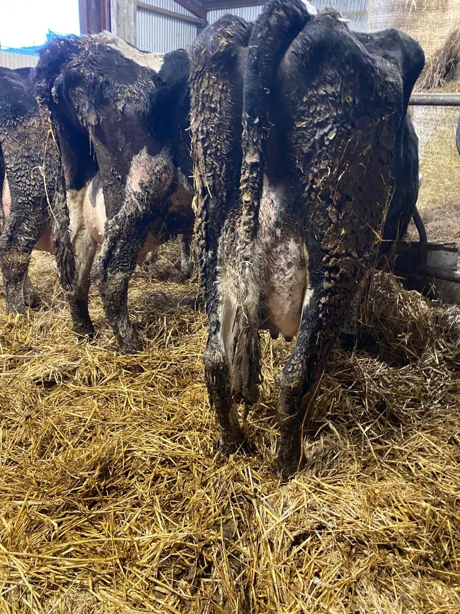 3 good cows and calves - Image 2
