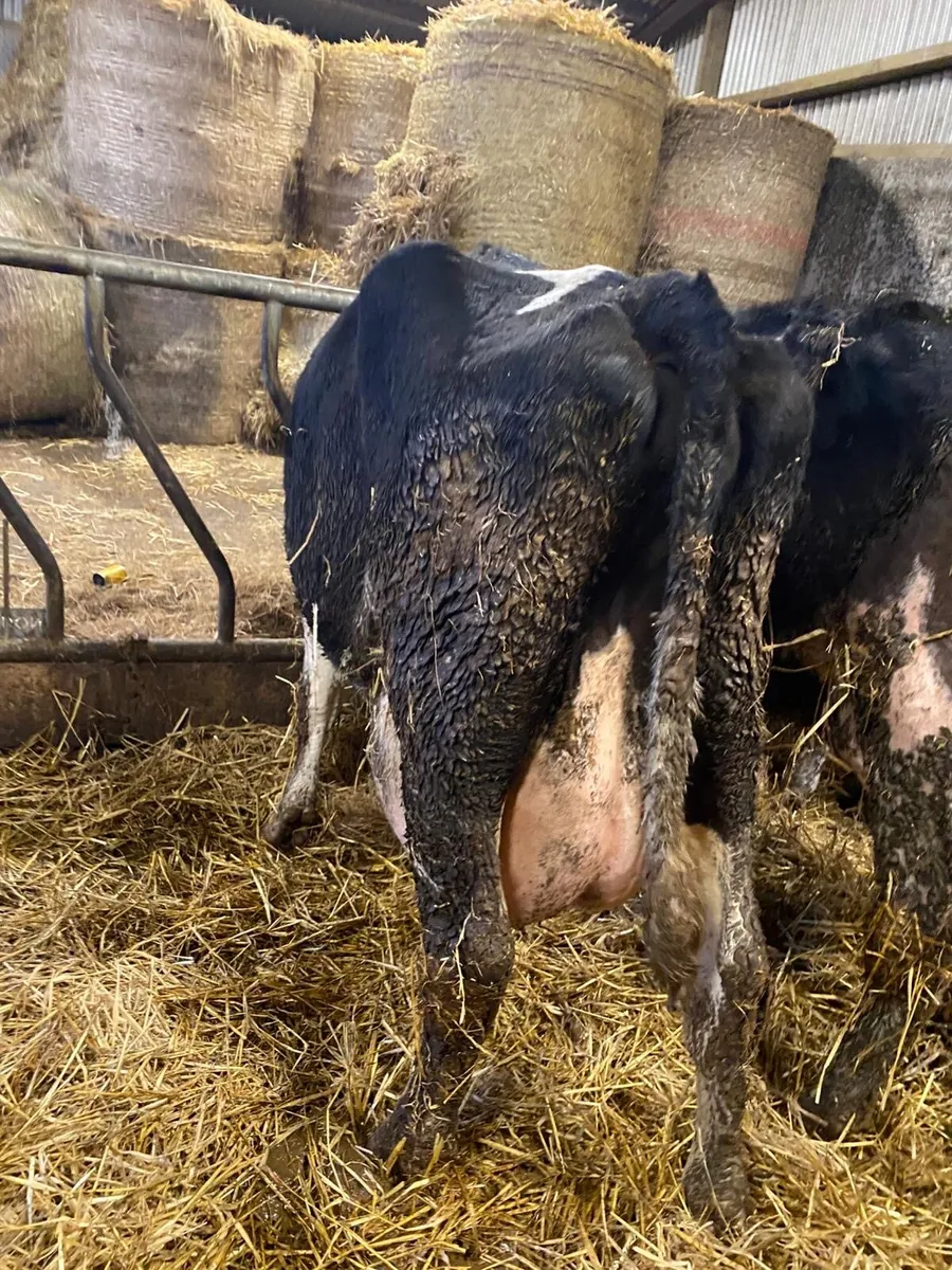 3 good cows and calves - Image 3