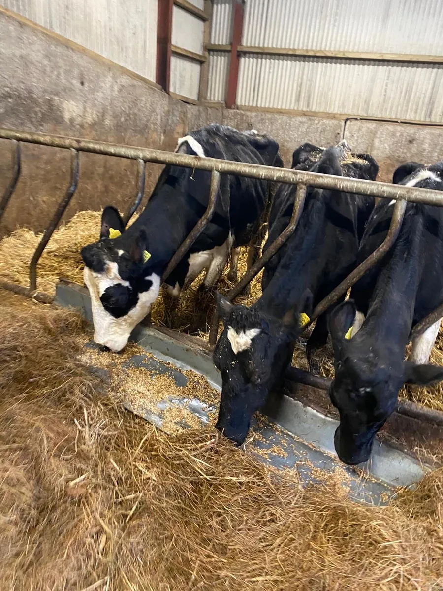 3 good cows and calves - Image 1