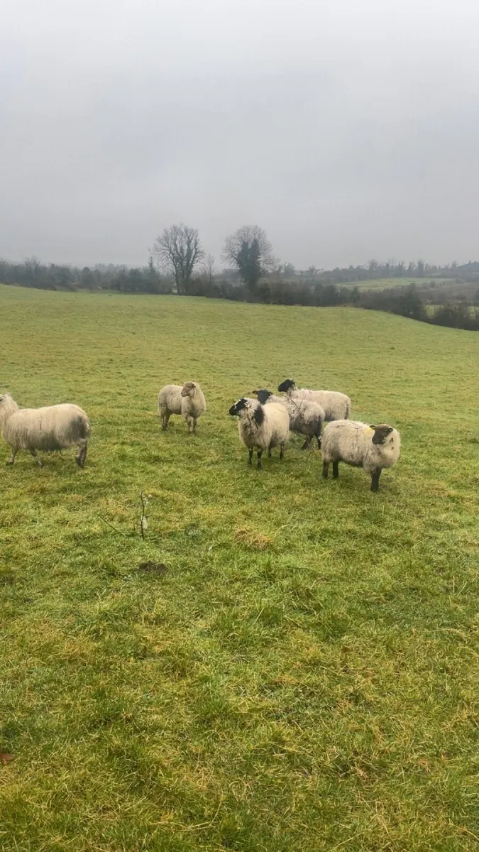 21 smashing ewe lambs for sale - Image 1