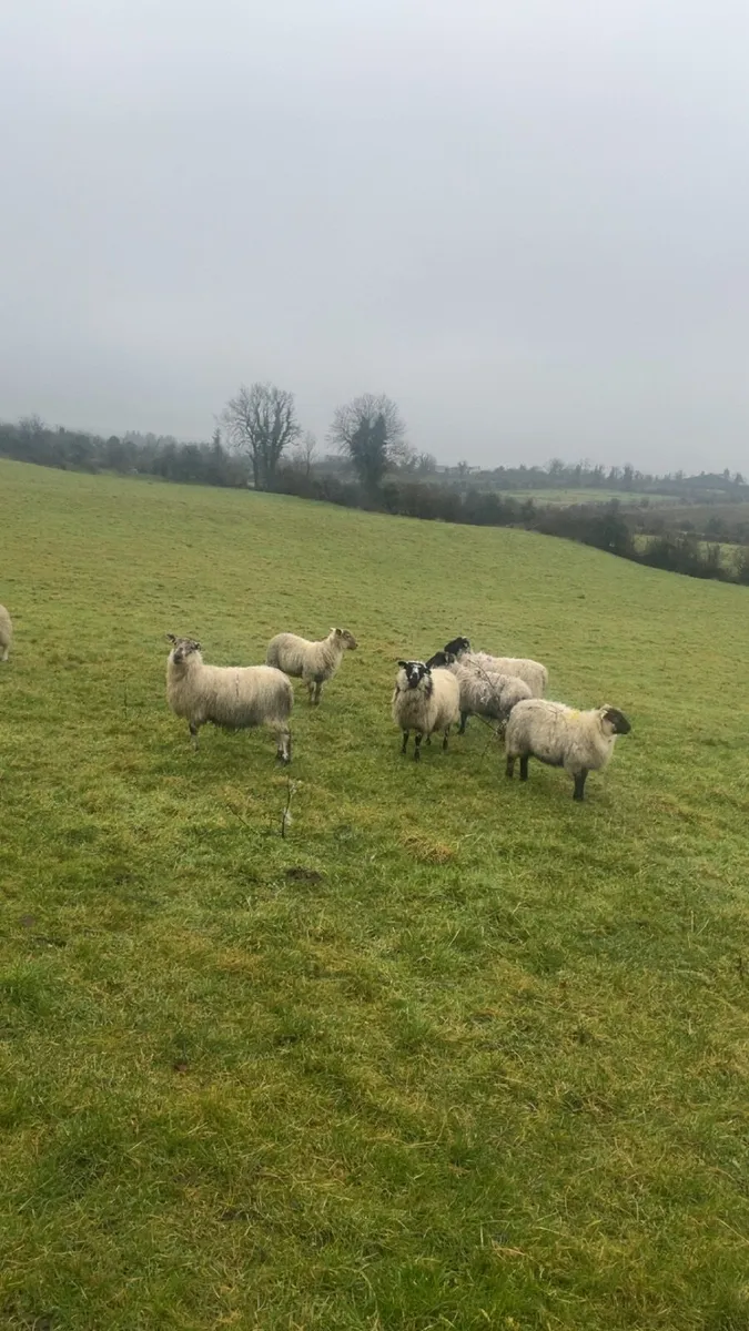 21 smashing ewe lambs for sale - Image 2