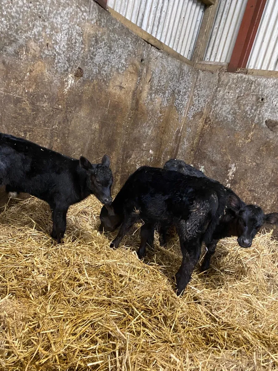 3 good cows and calves - Image 4