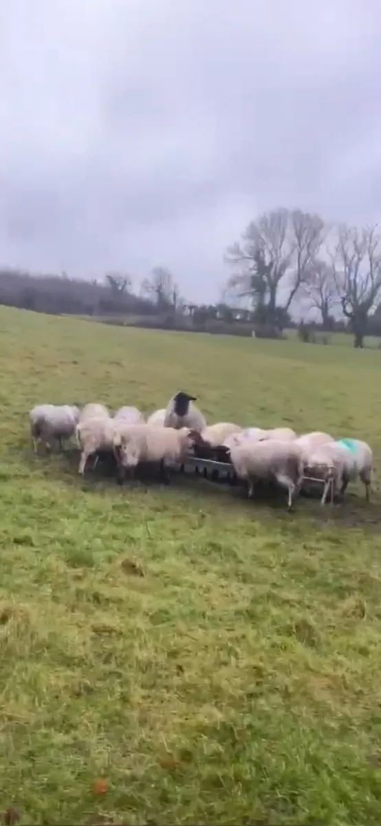 21 smashing ewe lambs for sale - Image 4